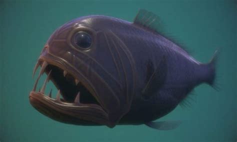 Top 10 Scary Fish You Never Want to Encounter .